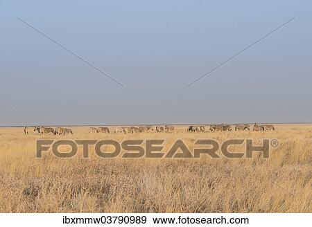 "Plains Zebras or Burchell's Zebras (Equus burchelli), Etosha National Park, Namibia, Africa" View Large Photo Image Stock Photo - "Plains Zebras or Burchell's Zebras (Equus burchelli), Etosha National Park, Namibia, Africa". Fotosearch