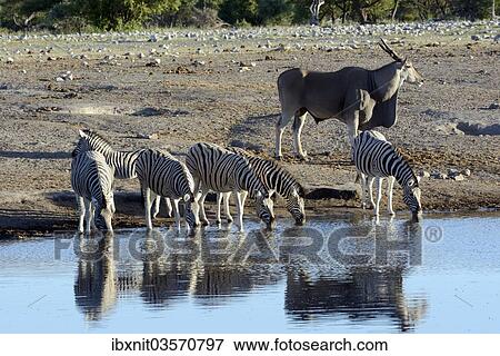 "Plains Zebras or Burchell's Zebras (Equus quagga) and a Common Eland or Eland Antilope (Taurotragus oryx), Etosha National Park, Namibia, Africa" View Large Photo Image Stock Photo - "Plains Zebras or Burchell's Zebras (Equus quagga) and a Common Eland or Eland Antilope (Taurotragus oryx), Etosha National Park, Namibia, Africa". Fotosearch
