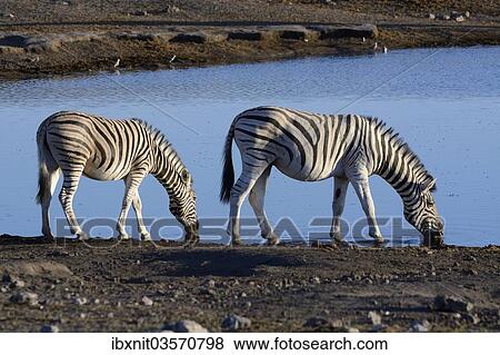"Plains Zebras or Burchell's Zebras (Equus quagga) at a waterhole, Etosha National Park, Namibia, Africa" View Large Photo Image Stock Photo - "Plains Zebras or Burchell's Zebras (Equus quagga) at a waterhole, Etosha National Park, Namibia, Africa". Fotosearch