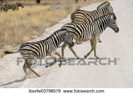 "Plains Zebras or Burchell's Zebras (Equus quagga burchelli) crossing a road, Etosha National Park, Namibia, Africa" View Large Photo Image Stock Photo - "Plains Zebras or Burchell's Zebras (Equus quagga burchelli) crossing a road, Etosha National Park, Namibia, Africa". Fotosearch