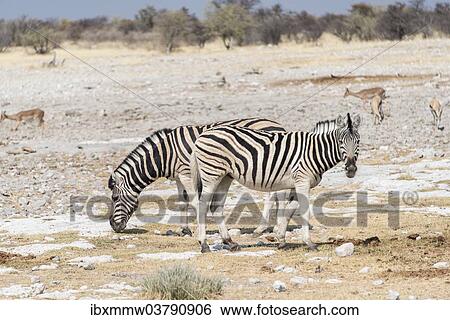 "Plains Zebras or Burchell's Zebras (Equus burchelli), Etosha National Park, Namibia, Africa" View Large Photo Image Stock Photograph - "Plains Zebras or Burchell's Zebras (Equus burchelli), Etosha National Park, Namibia, Africa". Fotosearch