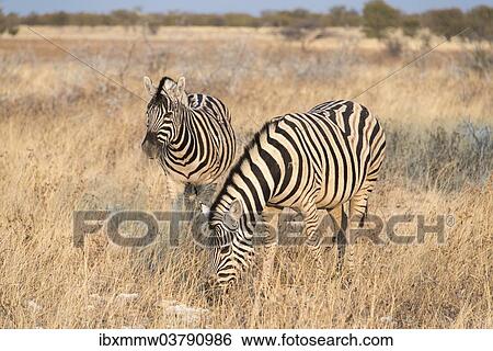 "Plains Zebras or Burchell's Zebras (Equus burchelli), Etosha National Park, Namibia, Africa" View Large Photo Image Stock Photograph - "Plains Zebras or Burchell's Zebras (Equus burchelli), Etosha National Park, Namibia, Africa". Fotosearch