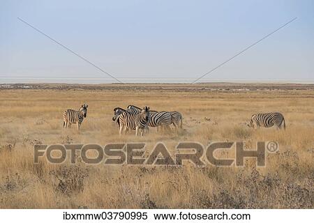 "Plains Zebras or Burchell's Zebras (Equus burchelli), Etosha National Park, Namibia, Africa" View Large Photo Image Stock Photography - "Plains Zebras or Burchell's Zebras (Equus burchelli), Etosha National Park, Namibia, Africa". Fotosearch