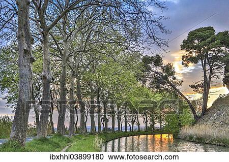 "Plane tree avenue on the Canal du Midi, Poilhes, Languedoc-Roussillon, France, Europe" View Large Photo Image Stock Image - "Plane tree avenue on the Canal du Midi, Poilhes, Languedoc-Roussillon, France, Europe". Fotosearch