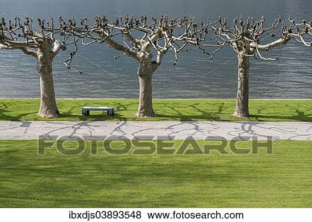 "Plane Trees, gardens of Villa Melzi, Lake Como or Lago di Como, Bellagio, Como Province, Lombardy, Italy, Europe" View Large Photo Image Stock Photo - "Plane Trees, gardens of Villa Melzi, Lake Como or Lago di Como, Bellagio, Como Province, Lombardy, Italy, Europe". Fotosearch