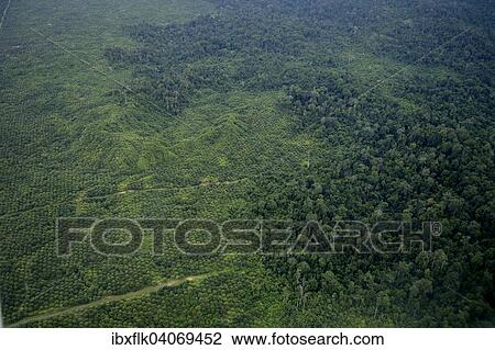 "Plantation of oil palms (Elaeis guineensis) for the production of palm oil in the rainforest, aerial view, Simeulue, Indonesia, Asia" View Large Photo Image Stock Image - "Plantation of oil palms (Elaeis guineensis) for the production of palm oil in the rainforest, aerial view, Simeulue, Indonesia, Asia". Fotosearch