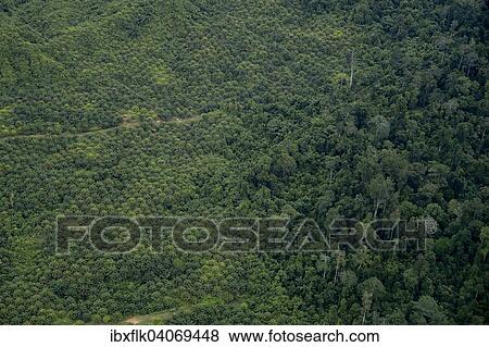 "Plantation of oil palms (Elaeis guineensis) for the production of palm oil in the rainforest, aerial view, Simeulue, Indonesia, Asia" View Large Photo Image Stock Photo - "Plantation of oil palms (Elaeis guineensis) for the production of palm oil in the rainforest, aerial view, Simeulue, Indonesia, Asia". Fotosearch