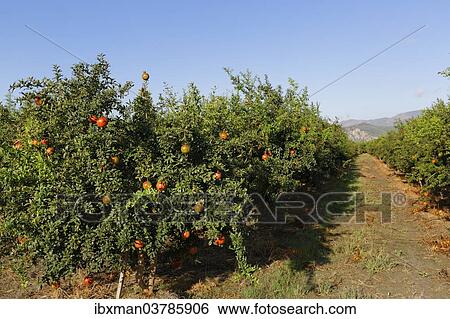 "Plantation, Pomegranate Trees (Punica granatum), Dalyan, Aegean Region, Turkey, Asia" View Large Photo Image Stock Photograph - "Plantation, Pomegranate Trees (Punica granatum), Dalyan, Aegean Region, Turkey, Asia". Fotosearch