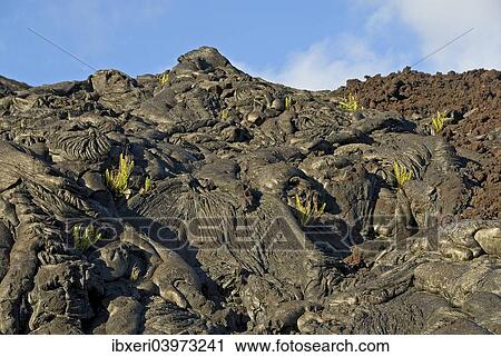 "Plants growing on lava, Kilauea, Big Island, Hawaii, United States, North America" View Large Photo Image Stock Image - "Plants growing on lava, Kilauea, Big Island, Hawaii, United States, North America". Fotosearch