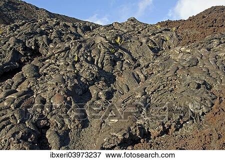 Stock Photo - "Plants growing on lava, Kilauea, Big Island, Hawaii, United States, North America". Fotosearch