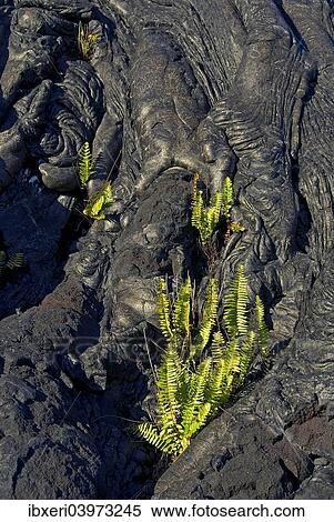 "Plants growing on lava, Kilauea, Big Island, Hawaii, United States, North America" View Large Photo Image Stock Photography - "Plants growing on lava, Kilauea, Big Island, Hawaii, United States, North America". Fotosearch