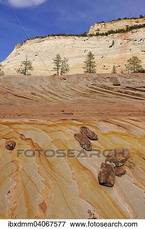 "Plateau of colourful sandstone at the foot of Checkerboard Mesa, Zion National Park, Utah, United States, North America" View Large Photo Image Stock Photo - "Plateau of colourful sandstone at the foot of Checkerboard Mesa, Zion National Park, Utah, United States, North America". Fotosearch