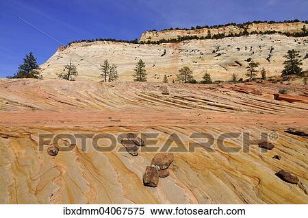 "Plateau of colourful sandstone at the foot of Checkerboard Mesa, Zion National Park, Utah, United States, North America" View Large Photo Image Stock Photography - "Plateau of colourful sandstone at the foot of Checkerboard Mesa, Zion National Park, Utah, United States, North America". Fotosearch