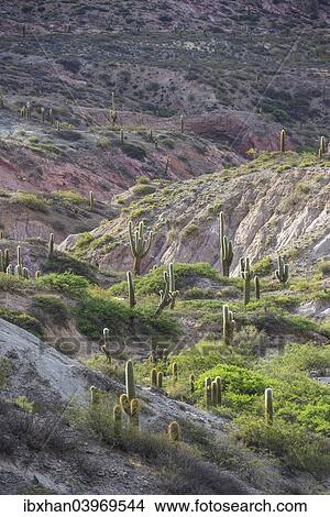 "Plateau with Echinopsis atacamensis cacti, Cachi, Salta, Argentina, South America" View Large Photo Image Picture - "Plateau with Echinopsis atacamensis cacti, Cachi, Salta, Argentina, South America". Fotosearch