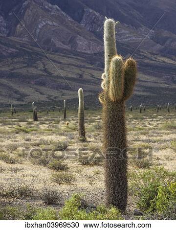 Stock Image - "Plateau with Echinopsis atacamensis cacti, Cachi, Salta, Argentina, South America". Fotosearch