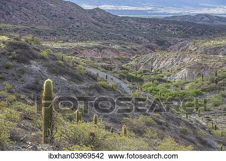 Stock Image - "Plateau with Echinopsis atacamensis cacti, Cachi, Salta, Argentina, South America". Fotosearch