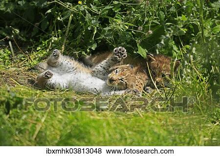 "Playing young lynxes (Lynx), captive, Germany, Europe" View Large Photo Image Stock Photo - "Playing young lynxes (Lynx), captive, Germany, Europe". Fotosearch
