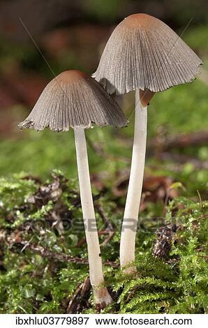 "Pleated Inkcap or Little Japanese Umbrella (Coprinus plicatilis), Baden-Wurttemberg, Germany, Europe" View Large Photo Image Stock Photo - "Pleated Inkcap or Little Japanese Umbrella (Coprinus plicatilis), Baden-Wurttemberg, Germany, Europe". Fotosearch