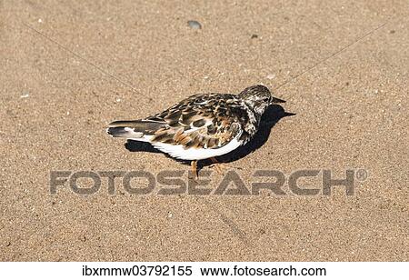 "Plover (Charadrius sp. ) in the sand, Namibia, Africa" View Large Photo Image Stock Photography - "Plover (Charadrius sp. ) in the sand, Namibia, Africa". Fotosearch