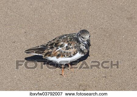 "Plover (Charadrius sp. ) standing in the sand, Namibia, Africa" View Large Photo Image Stock Photo - "Plover (Charadrius sp. ) standing in the sand, Namibia, Africa". Fotosearch