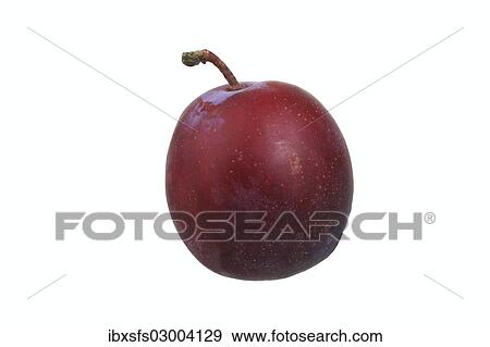 "Plum, Anna Spaeth variety" View Large Photo Image Stock Photo - "Plum, Anna Spaeth variety". Fotosearch