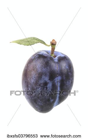 "Plum, Cacaks Schone variety" View Large Photo Image Stock Image - "Plum, Cacaks Schone variety". Fotosearch