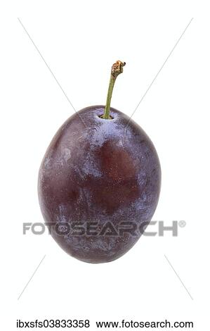 "Plum, Katinka variety" View Large Photo Image Stock Photo - "Plum, Katinka variety". Fotosearch