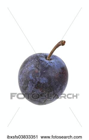 "Plum, Krichele variety" View Large Photo Image Stock Image - "Plum, Krichele variety". Fotosearch