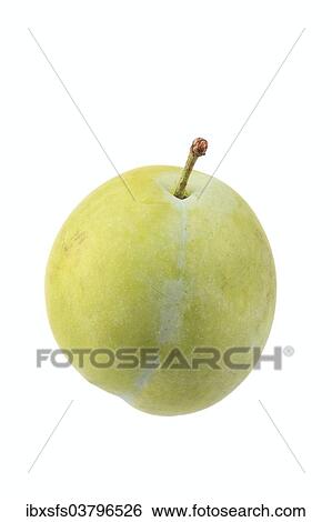 "Plum, Ontariopflaume variety" View Large Photo Image Stock Photograph - "Plum, Ontariopflaume variety". Fotosearch