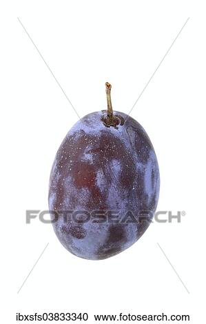 "Plum, Ortenauer variety" View Large Photo Image Stock Image - "Plum, Ortenauer variety". Fotosearch