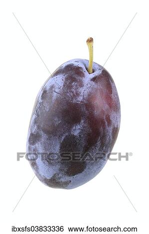"Plum, Pitesteau variety" View Large Photo Image Stock Photograph - "Plum, Pitesteau variety". Fotosearch
