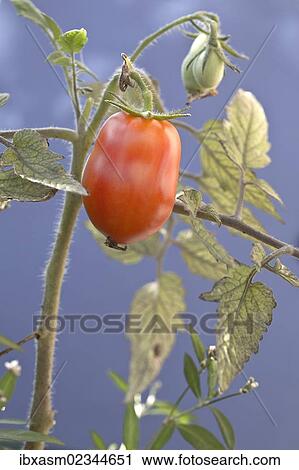 Stock Image - "Plum tomato, tomato (Solanum lycopersicum)". Fotosearch