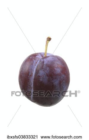 Stock Image - "Plum, Wangenheims Fruhzwetsche variety". Fotosearch
