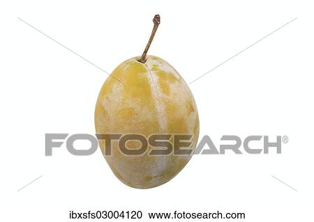 "Plum, Yellow Hauszwetsche variety" View Large Photo Image Stock Image - "Plum, Yellow Hauszwetsche variety". Fotosearch