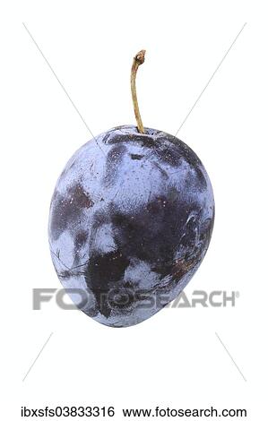 "Plum, Zimmers Fruhzwetschge variety" View Large Photo Image Stock Photograph - "Plum, Zimmers Fruhzwetschge variety". Fotosearch