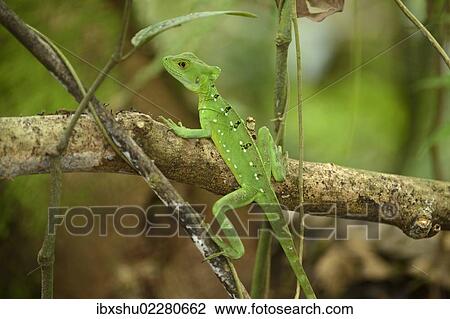 Stock Image - "Plumed basilisk, Green basilisk, Double crested basilisk or Jesus Christ lizard (Basiliscus plumifrons), female, perched on a branch, La Fortuna, Costa Rica, Central America, North America". Fotosearch