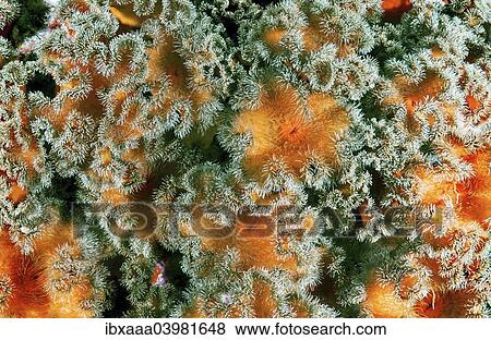 Stock Photo - "Plumose Anemone or Frilled Anemone (Metridium senile), Sea of Japan, Primorsky Krai, Russia, Europe". Fotosearch
