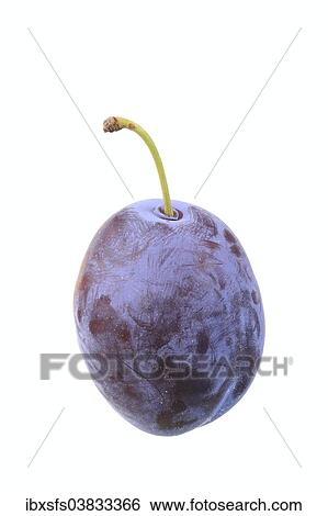 "Plums, Hanita variety" View Large Photo Image Stock Photograph - "Plums, Hanita variety". Fotosearch