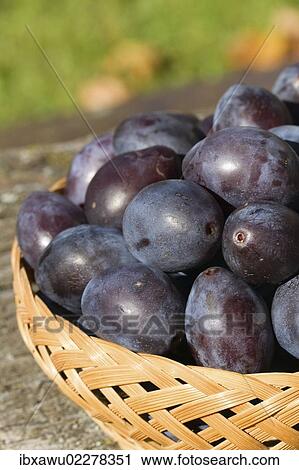 Stock Image - Plums in a basket. Fotosearch