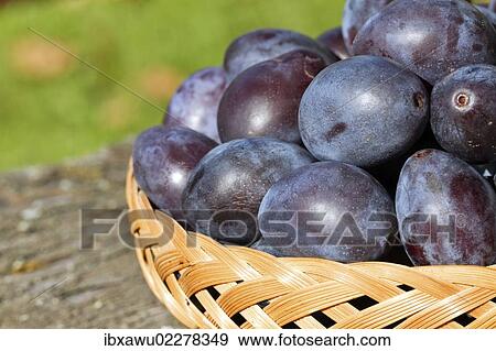 Plums in a basket View Large Photo Image Stock Photo - Plums in a basket. Fotosearch