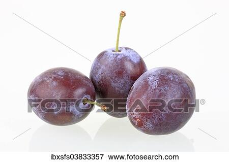 Stock Photo - "Plums, Katinka variety". Fotosearch