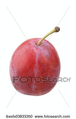 "Plums, Queen Victoria variety" View Large Photo Image Stock Image - "Plums, Queen Victoria variety". Fotosearch