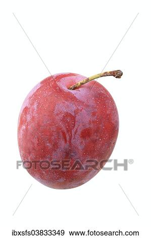 "Plums, Queen Victoria variety" View Large Photo Image Stock Photo - "Plums, Queen Victoria variety". Fotosearch