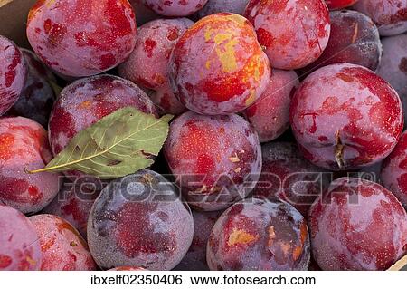 "Plums, weekly market, Majorca, Spain, Europe" View Large Photo Image Stock Photograph - "Plums, weekly market, Majorca, Spain, Europe". Fotosearch