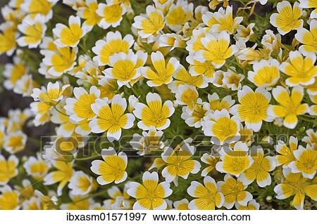 Poached egg plant or Douglas' meadowfoam (Limnanthes douglasii) View Large Photo Image Stock Photo - Poached egg plant or Douglas' meadowfoam (Limnanthes douglasii). Fotosearch