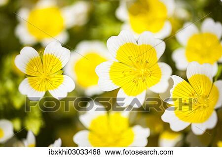 "Poached egg plant or Douglas' meadowfoam (Limnanthes douglasii), flowers, The Lost Gardens of Heligan, Cornwall, England, United Kingdom, Europe" View Large Photo Image Stock Photo - "Poached egg plant or Douglas' meadowfoam (Limnanthes douglasii), flowers, The Lost Gardens of Heligan, Cornwall, England, United Kingdom, Europe". Fotosearch
