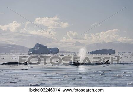 "Pod of Antarctic Minke Whales (Balaenoptera bonaerensis), blowing, in front of icebergs, Gerlache Strait, Antarctic Peninsula, Antarctica" View Large Photo Image Picture - "Pod of Antarctic Minke Whales (Balaenoptera bonaerensis), blowing, in front of icebergs, Gerlache Strait, Antarctic Peninsula, Antarctica". Fotosearch