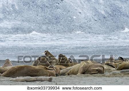 "Pod of Walruses (Odobenus rosmarus) on a beach, Phippsoya, Sjuoyane, Svalbard Archipelago, Svalbard and Jan Mayen, Norway, Europe" View Large Photo Image Picture - "Pod of Walruses (Odobenus rosmarus) on a beach, Phippsoya, Sjuoyane, Svalbard Archipelago, Svalbard and Jan Mayen, Norway, Europe". Fotosearch