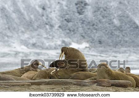 "Pod of Walruses (Odobenus rosmarus) on a beach, Phippsoya, Sjuoyane, Svalbard Archipelago, Svalbard and Jan Mayen, Norway, Europe" View Large Photo Image Stock Photo - "Pod of Walruses (Odobenus rosmarus) on a beach, Phippsoya, Sjuoyane, Svalbard Archipelago, Svalbard and Jan Mayen, Norway, Europe". Fotosearch