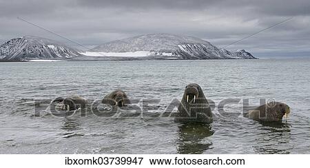 "Pod of Walruses (Odobenus rosmarus) on a beach, Phippsoya, Sjuoyane, Svalbard Archipelago, Svalbard and Jan Mayen, Norway, Europe" View Large Photo Image Stock Photo - "Pod of Walruses (Odobenus rosmarus) on a beach, Phippsoya, Sjuoyane, Svalbard Archipelago, Svalbard and Jan Mayen, Norway, Europe". Fotosearch